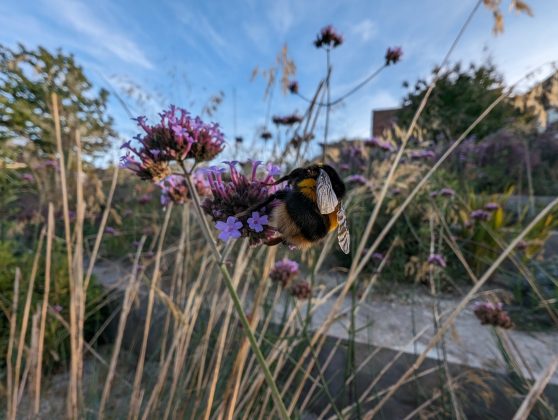 Samsung Galaxy S24 против Google Pixel 8: ключевые отличия фото