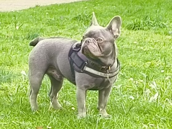 Обзор Nothing Phone 2a фото