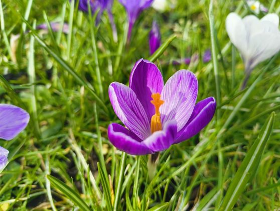 Обзор Nothing Phone 2a фото