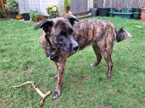 Обзор Samsung Galaxy Tab Active5 5G фото