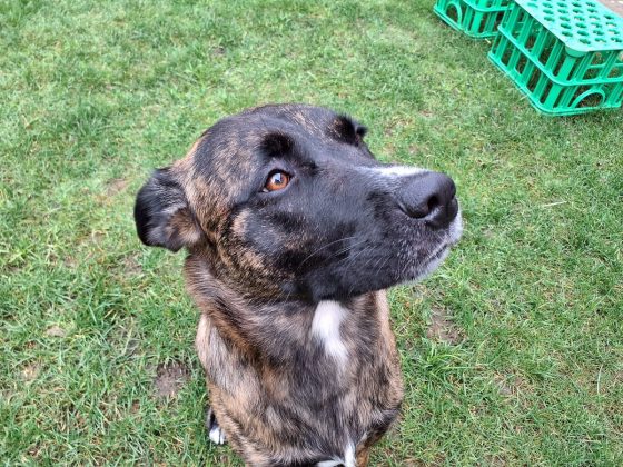 Обзор Samsung Galaxy Tab Active5 5G фото