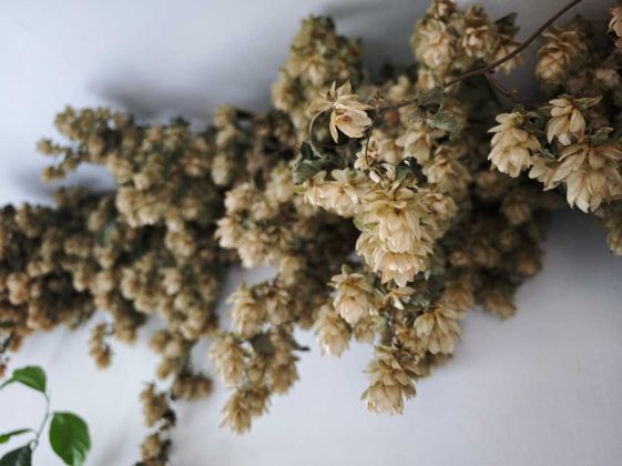 Обзор Xiaomi 14 Ultra фото