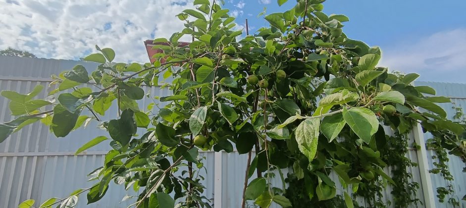 Обзор Honor 200 Lite фото