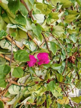 Обзор Tecno Spark 20 Pro 5G фото