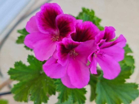 Обзор Tecno Spark 20 Pro 5G фото