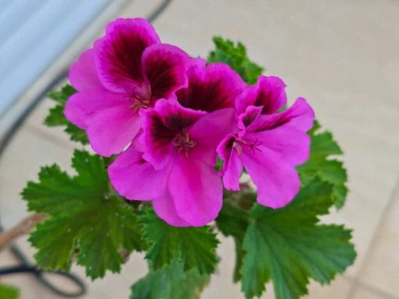 Обзор Tecno Spark 20 Pro 5G фото