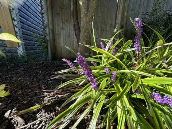 Сравнение Google Pixel 8a и iPhone 15 фото