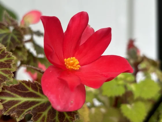 Сравнение Google Pixel 8a и iPhone 15 фото