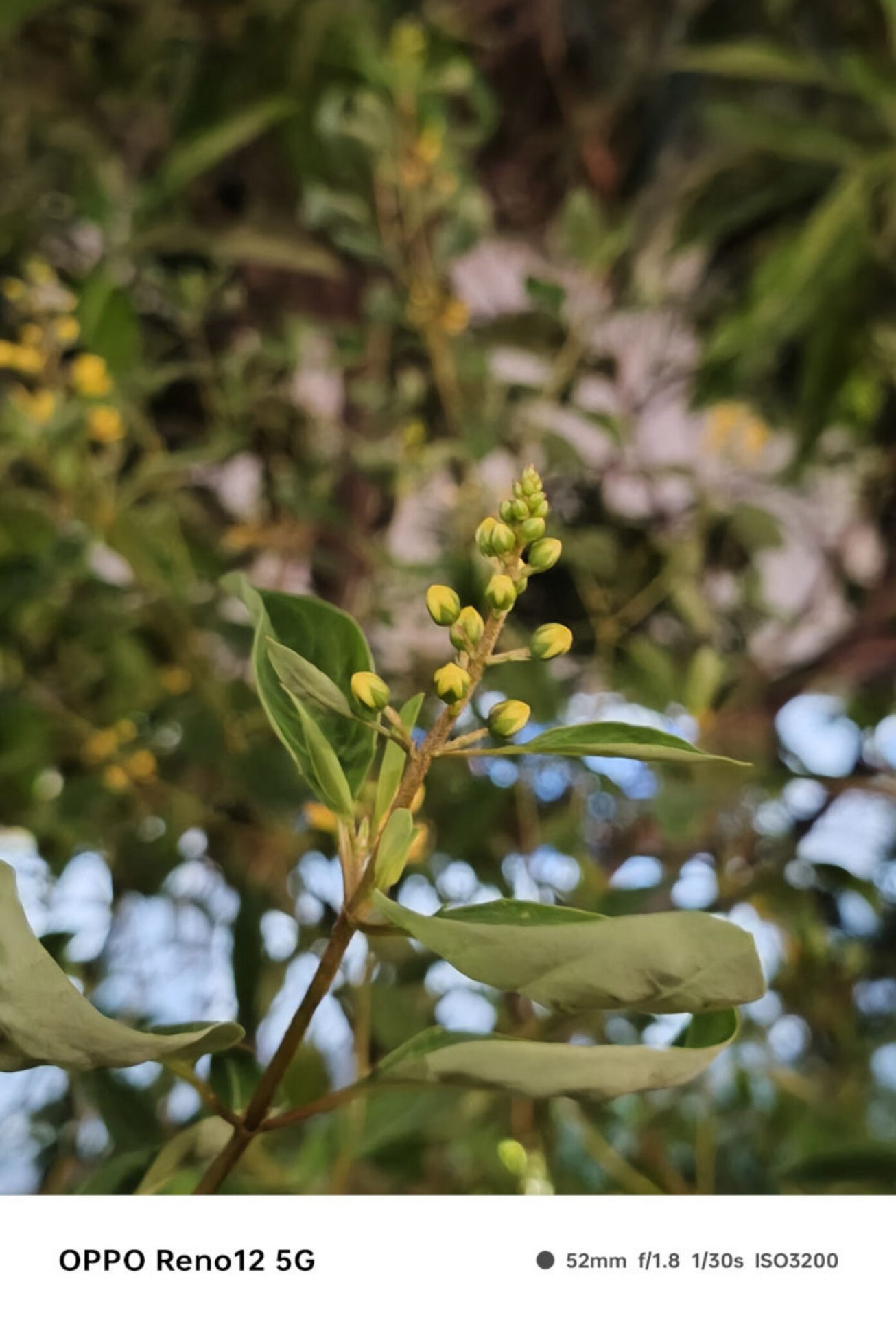 Обзор OPPO Reno12 5G фото