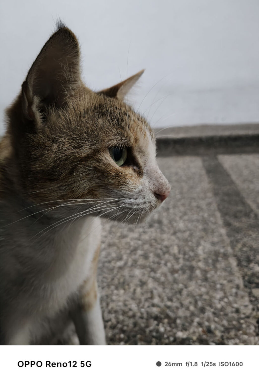 Обзор OPPO Reno12 5G фото