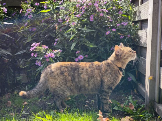 Краткий обзор смартфона Xiaomi 14T Pro фото