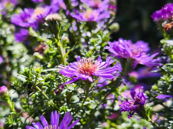 Краткий обзор смартфона Xiaomi 14T Pro фото