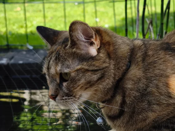 Краткий обзор смартфона Xiaomi 14T Pro фото