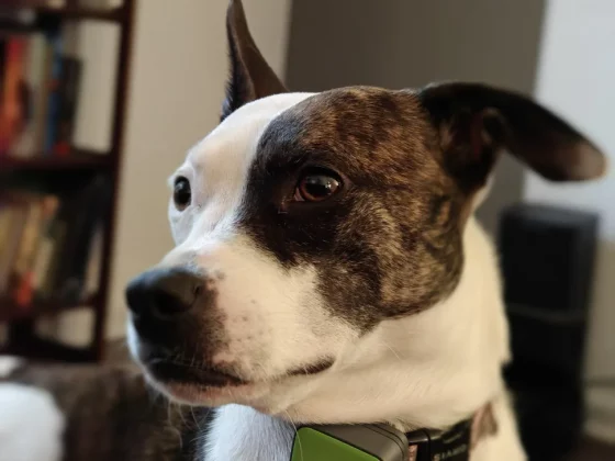 Лучший камерофон 2024 года: лучшие мобильные телефоны для фотографии фото