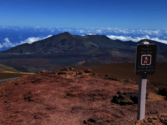 Лучший камерофон 2024 года: лучшие мобильные телефоны для фотографии фото