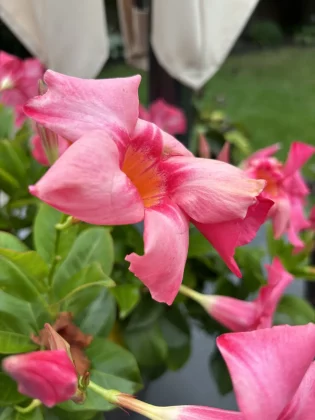 Лучший камерофон 2024 года: лучшие мобильные телефоны для фотографии фото