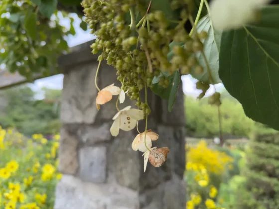 Лучший камерофон 2024 года: лучшие мобильные телефоны для фотографии фото