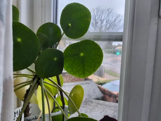 Обзор планшета Samsung Galaxy S10+ фото