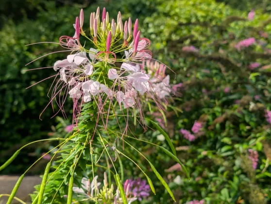 Лучший камерофон 2024 года: лучшие мобильные телефоны для фотографии фото