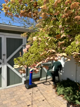 Лучший камерофон 2024 года: лучшие мобильные телефоны для фотографии фото