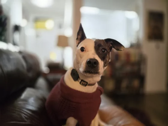 Лучший камерофон 2024 года: лучшие мобильные телефоны для фотографии фото