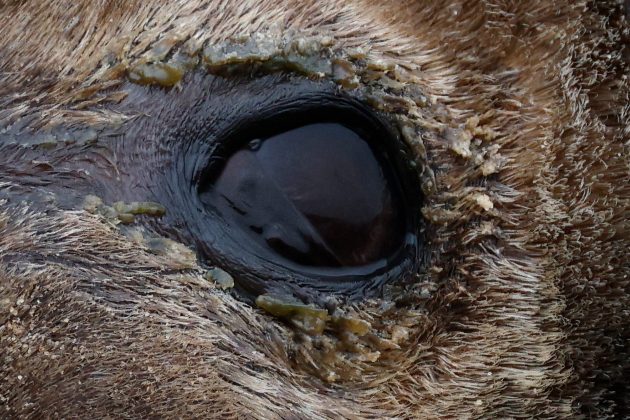 Обзор Canon EOS R1: высокоскоростной фотоаппарат для профессионалов по заоблачной цене фото