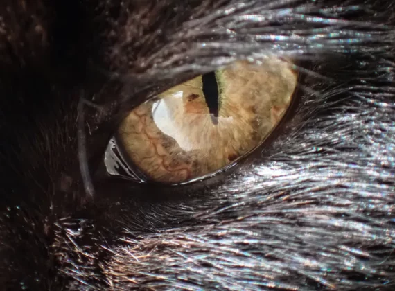 ТОП 6 лучших камер для детей в 2025 году: отличные камеры для детей всех возрастов фото