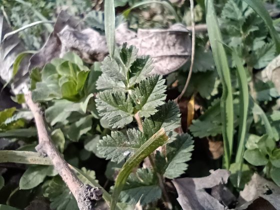 Обзор Moto G (2025): доступная цена, но достаточно ли этого? фото