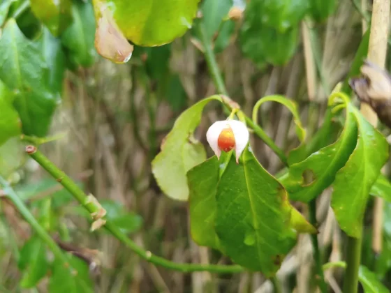 Обзор Xiaomi Poco X7 Pro: один из самых выгодных недорогих телефонов, которые вы можете купить прямо сейчас фото