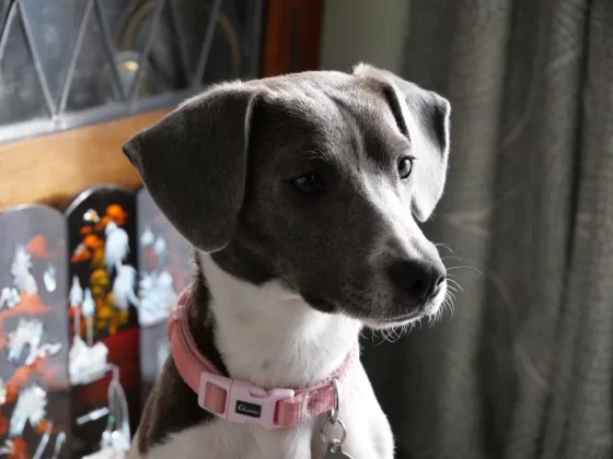 Обзор Panasonic Lumix G97: камера для любителей, цена для новичков фото