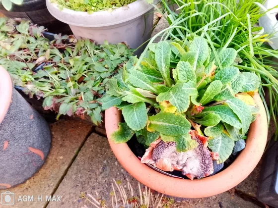 Обзор AGM H Max: надежный телефон с невысокой производительностью фото