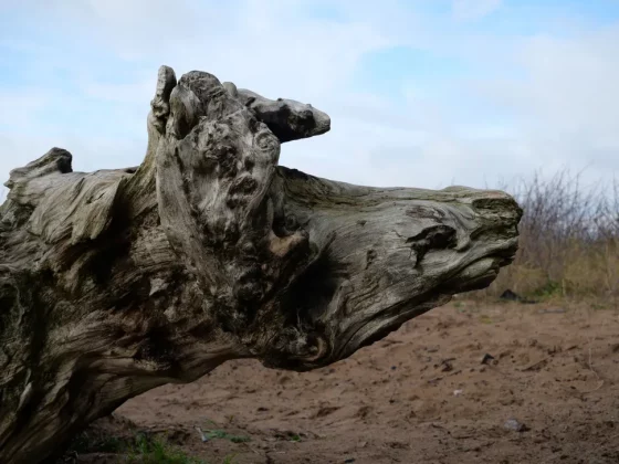 Обзор Panasonic Lumix G97: камера для любителей, цена для новичков фото