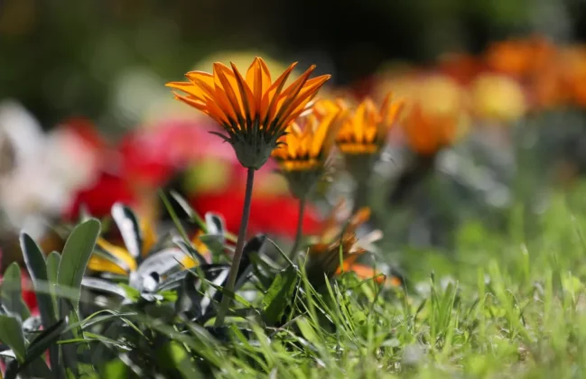 Canon EOS 6D Mark II-3