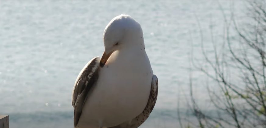 Обзор Oppo Find X8 Ultra: почти идеальный телефон фото