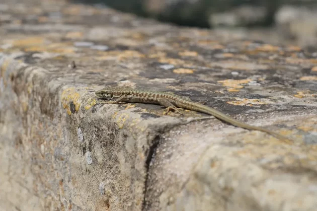 Fujifilm X-S20󠁩󠁩󠁩󠁩󠁩󠁩-4