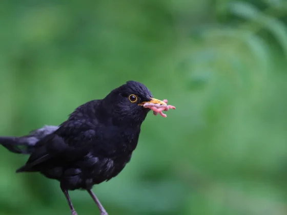 Fujifilm GFX 100S II󠁩󠁩󠁩󠁩󠁩󠁩-4