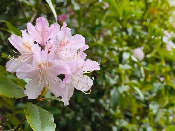 Обзор CMF Phone 2 Pro: лучше камеры, выше производительность фото