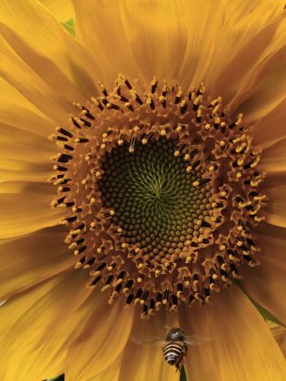 У телефона CMF Phone 2 Pro – "лучшая в своем сегменте" камера фото