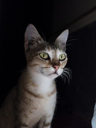 У телефона CMF Phone 2 Pro – "лучшая в своем сегменте" камера фото