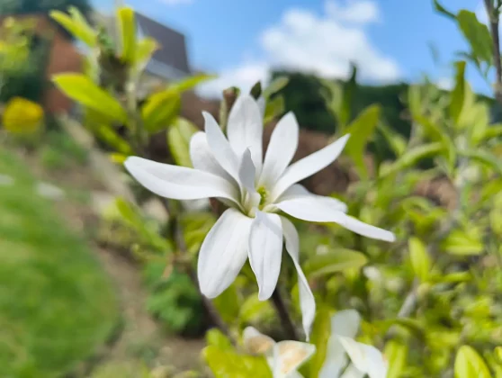 Обзор CMF Phone 2 Pro: доступный, стильный, функциональный фото