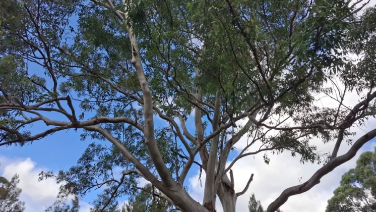 Galaxy A56 так хорош, что я готов выбросить свой iPhone фото