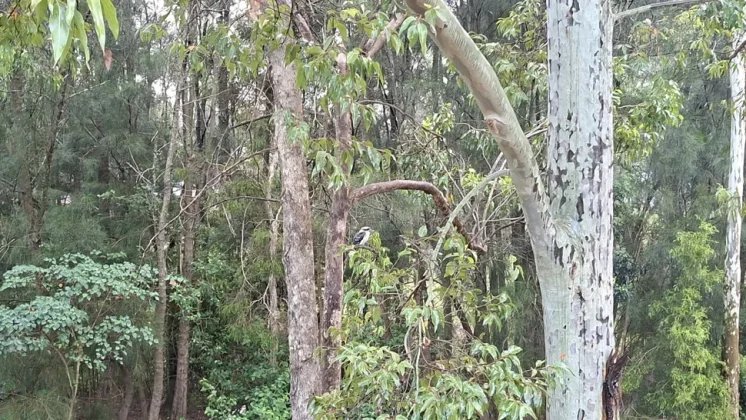 Galaxy A56 так хорош, что я готов выбросить свой iPhone фото