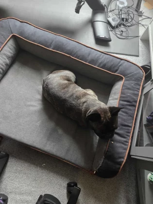 Galaxy AI против Apple Clean Up: фоторедакторы с ИИ в реальном тесте фото