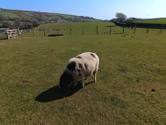 Обзор Honor 400 Lite: бюджетный смартфон с функциями iPhone 16 Pro Max фото