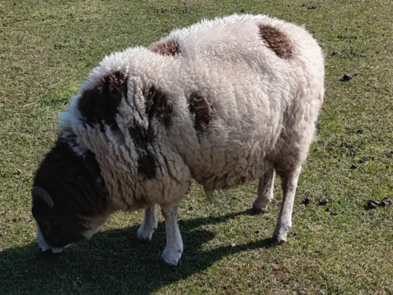 Обзор Honor 400 Lite: бюджетный смартфон с функциями iPhone 16 Pro Max фото