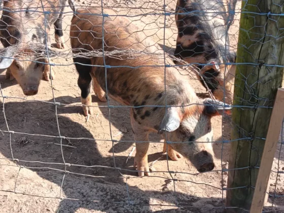 Обзор Honor 400 Lite: бюджетный смартфон с функциями iPhone 16 Pro Max фото