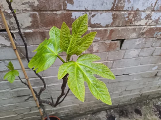 Обзор Honor 400 Lite: бюджетный смартфон с функциями iPhone 16 Pro Max фото