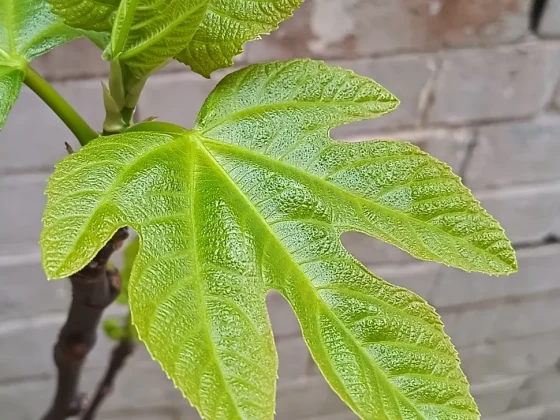 Обзор Honor 400 Lite: бюджетный смартфон с функциями iPhone 16 Pro Max фото