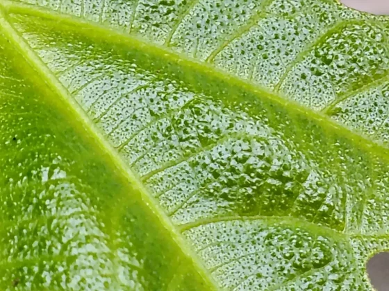 Обзор Honor 400 Lite: бюджетный смартфон с функциями iPhone 16 Pro Max фото