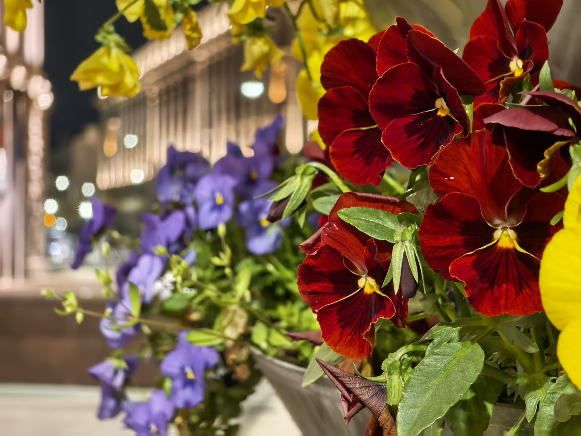 Infinix Note 50 Pro+